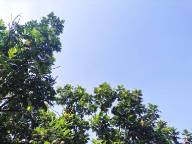 Yaprakları yemyeşil ağaçlardan parlak mavi gökyüzüne karşı gün boyunca