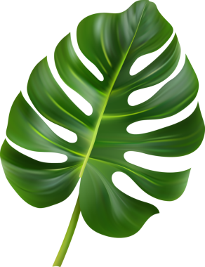 Canavar yaprağı, Tropikal orman yaprağı