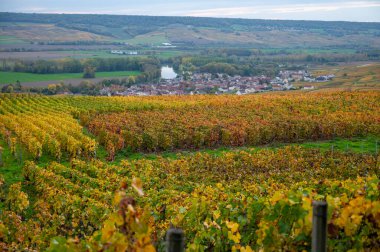 Epernay, Champange, Fransa yakınlarındaki Hautvillers köyündeki renkli şampanya bağlarının panoramik otomatik görüntüsü