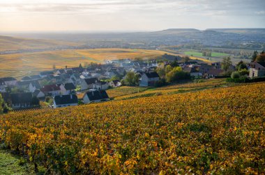 Renkli şampanya bağları ve Epernay, Champange, Fransa yakınlarındaki Hautvillers köyünün panoramik otomatik görüntüsü