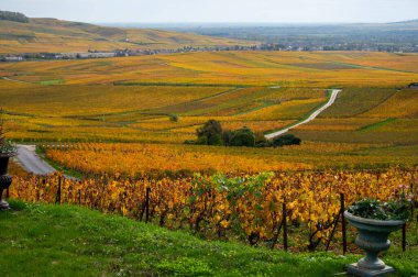 Epernay, Champange, Fransa yakınlarındaki Hautvillers köyündeki renkli şampanya bağlarının panoramik otomatik görüntüsü