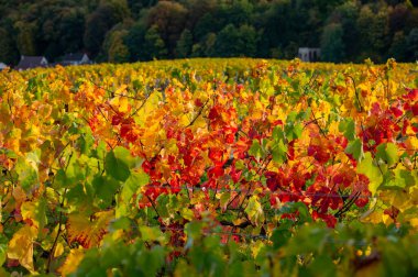 Sonbahar manzarası Moulin de Verzenay yakınlarındaki renkli büyük cru şampanya üzüm bağları, hasat sonrası Pinot noir üzüm bitkileri Verzenay yakınlarındaki Montagne de Reims 'de şampanya, Kuzey Fransa' da şarap yapımı