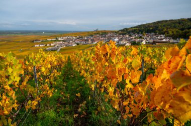 Sonbahar manzarası Moulin de Verzenay yakınlarındaki renkli büyük cru şampanya üzüm bağları, hasat sonrası Pinot noir üzüm bitkileri Verzenay yakınlarındaki Montagne de Reims 'de şampanya, Kuzey Fransa' da şarap yapımı