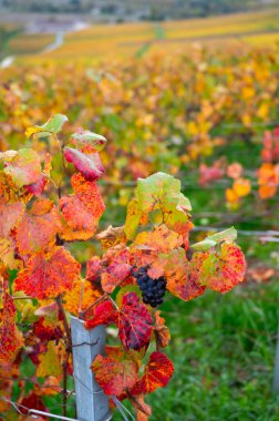 Epernay, Champange, Fransa yakınlarındaki Hautvillers köyündeki şampanya bağlarında otoimn 'de olgunlaşmış Pinot menuer şarap üzümleri.