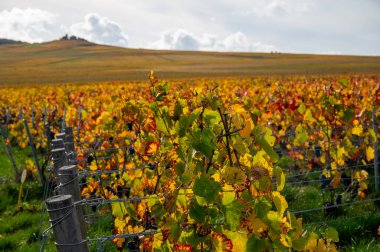 Sonbahar manzarası Moulin de Verzenay yakınlarındaki renkli büyük cru şampanya üzüm bağları, hasat sonrası Pinot noir üzüm bitkileri Verzenay yakınlarındaki Montagne de Reims 'de şampanya, Kuzey Fransa' da şarap yapımı