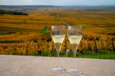 Renkli sonbahar Pinot Noir Grand Cru Vineyards 'ın Montagne de Reims' deki ünlü şampanya evlerinin manzaralı brut şampanyası Verzenay, Champagne, France