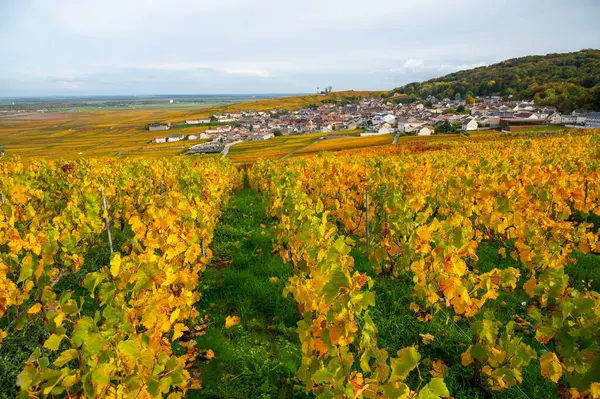 Sonbahar manzarası Moulin de Verzenay yakınlarındaki renkli büyük cru şampanya üzüm bağları, hasat sonrası Pinot noir üzüm bitkileri Verzenay yakınlarındaki Montagne de Reims 'de şampanya, Kuzey Fransa' da şarap yapımı