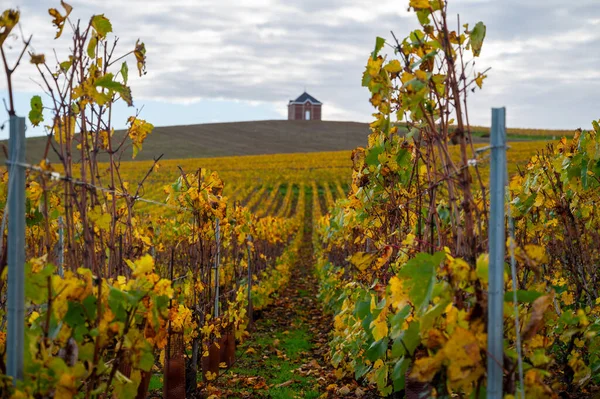 Colorful Autumn Landscape Yellow Grand Cru Chardonnay Vineyards Cramant Region — Stock Photo, Image