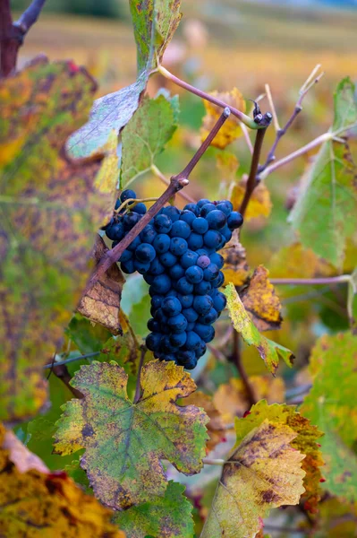 Kolorowe Liście Dojrzałe Grona Winogron Pinot Meunier Autuimn Winnicach Szampana — Zdjęcie stockowe