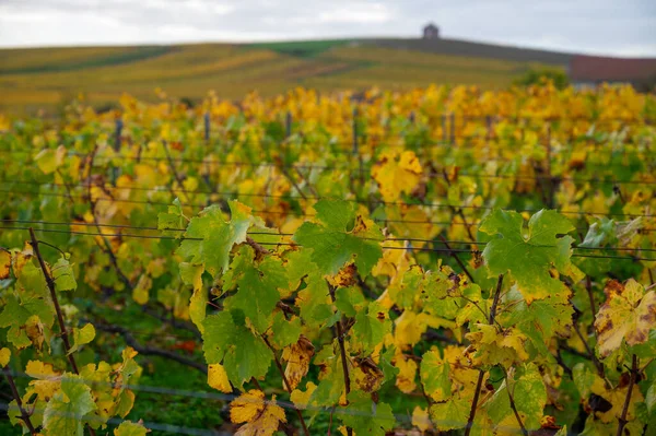 Colorful Autumn Landscape Yellow Grand Cru Chardonnay Vineyards Cramant Region — Stock Photo, Image