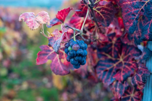 Красочные Листья Спелые Гроздья Винограда Pinot Meunier Осени Виноградниках Шампанского — стоковое фото