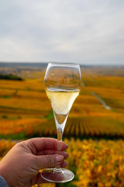 stock image Tasting of brut champagne sparkling wine outdoor with view on colorful autumn pinot noir grand cru vineyards of famous champagne houses in Montagne de Reims near Verzenay, Champagne, France