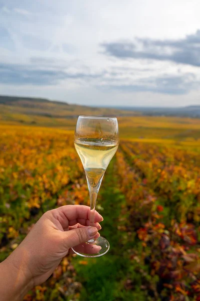 Fransız köpüklü beyaz şarabının tadına bakmak açık terasta şampanya içmek Epernay, Fransa yakınlarındaki Cramant köyünde renkli büyük cru şampanya bağları manzaralı