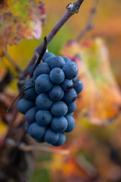 シャンパンのブドウ畑で秋のピノ ノワールのブドウの熟したクラスターフランス シャンパンのEpernay近くの村のHautvillers — ストック写真