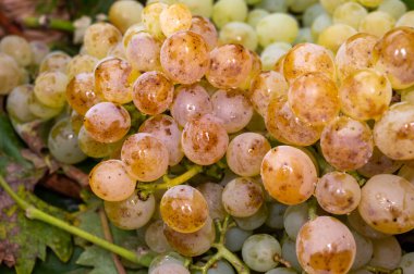 Ripe organic riesling wine grapes close up, harvest on vineyards in Germany, making of white dry bio wines clipart