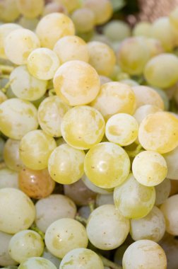 Olgun organik şarap üzümleri Almanya 'daki üzüm bağlarında toplanıyor, beyaz kuru biyolojik şaraplardan yapılıyor.