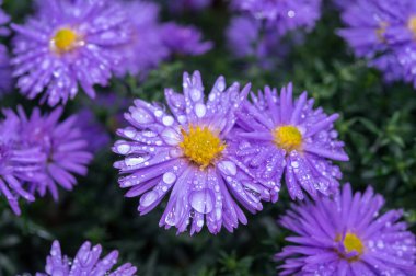 Mavi sonbahar yıldızlarının çiçekleri yağmurlu bahçede ekim ayında, kapanıyor.