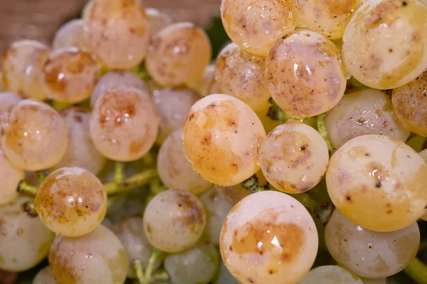 成熟的有机葡萄 葡萄成熟 葡萄成熟 葡萄成熟 葡萄成熟 葡萄成熟 — 图库照片