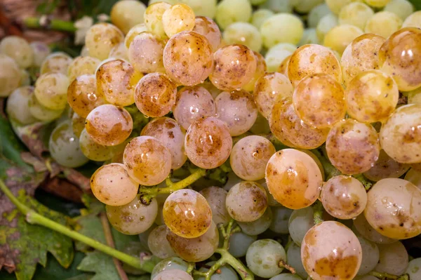 Vins Riesling Bio Mûrs Gros Plan Vendanges Sur Vignobles Allemagne — Photo