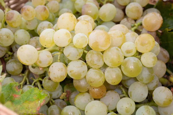 Dojrzałe Organiczne Winogrona Winogron Riesling Zamknąć Zbiorów Winnicach Niemczech Produkcji — Zdjęcie stockowe