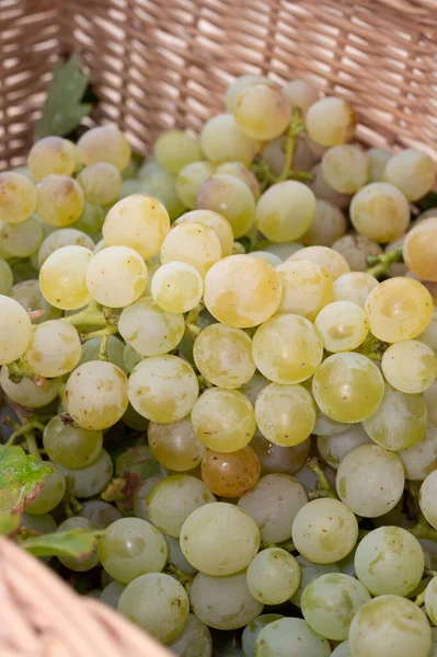 Ripe Organic Riesling Wine Grapes Close Harvest Vineyards Germany Making — Stock Photo, Image