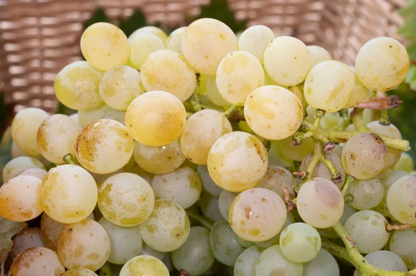 Dojrzałe Organiczne Winogrona Winogron Riesling Zamknąć Zbiorów Winnicach Niemczech Produkcji — Zdjęcie stockowe