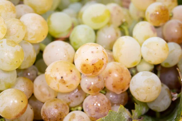 Vins Riesling Bio Mûrs Gros Plan Vendanges Sur Vignobles Allemagne — Photo