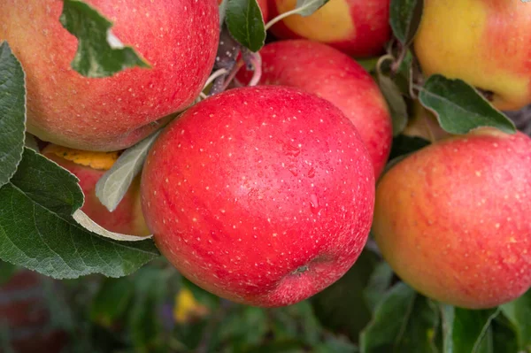 Grandes Manzanas Rojas Brama Maduras Colgando Árbol Huerto Frutas Listo — Foto de Stock
