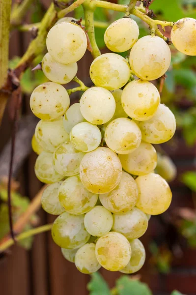 Dojrzałe Organiczne Winogrona Riesling Wina Bliska Wiszące Winogrona Zbiory Winnicach — Zdjęcie stockowe