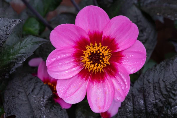 Asteraceae Dahlia 'nın küçük pembe çiçekleri Mutlu tek göz kırpması