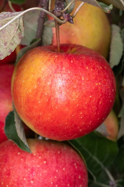 Grandes Manzanas Rojas Brama Maduras Colgando Árbol Huerto Frutas Listo — Foto de Stock