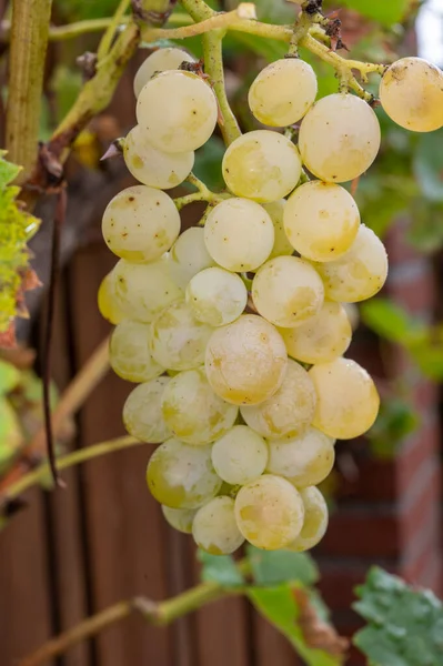 Спелые Органические Сорта Винограда Рислинга Закрывают Виноградное Растение Собирают Урожай — стоковое фото