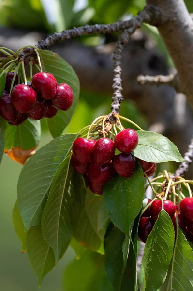 Baies Cerises Noires Mûres Sucrées Accrochées Cerisier Dans Verger Fruitier — Photo