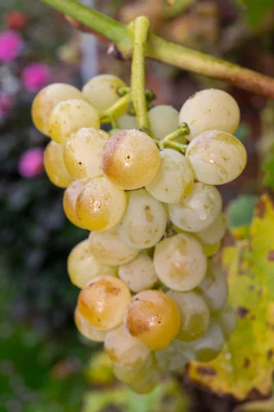 有機リースリング ワイン ブドウを熟成させ ぶどうの木を吊るし ドイツのブドウ畑で収穫し 白ドライ バイオ ワインを作る — ストック写真