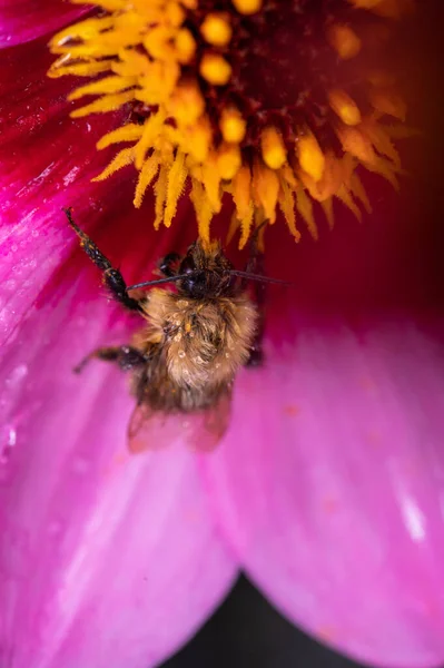 Kleine Biene Sitzt Auf Rosa Blüte Von Asteraceae Dahlia Glückliches — Stockfoto