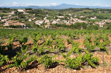 Green grapevines growing on rounded pebbles on hilly vineyards near famous winemaking ancient village Chteauneuf du Pape, Provence, France