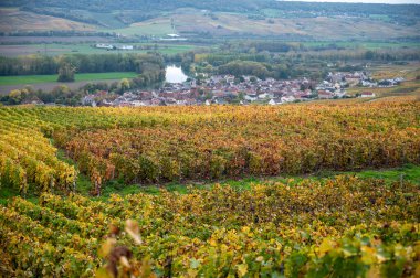 Epernay, Champange, Fransa yakınlarındaki Hautvillers köyündeki renkli şampanya bağlarının panoramik otomatik görüntüsü