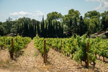 Green grapevines growing on rounded pebbles on hilly vineyards near famous winemaking ancient village Chteauneuf du Pape, Provence, France