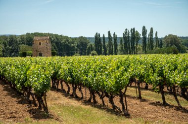 Rows of green grapevines growing on pebbles on vineyards near Lacoste and Bonnieux villages in Luberon, Provence, France