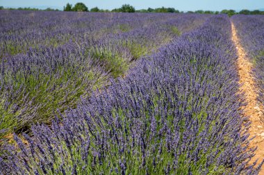 Yaz mevsiminde Valensole platosunda çiçek açan lavanta tarlaları. Alpes de Haute Provence, PACA Bölgesi, Fransa