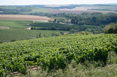 Panoramoc view on green Chablis Grand Cru appellation vineyards with grapes growing on limestone and marl soils, Burdundy, France