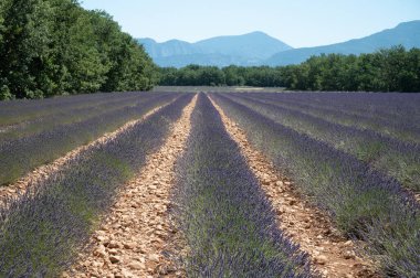 Yaz mevsiminde Valensole platosunda çiçek açan lavanta tarlaları. Alpes de Haute Provence, PACA Bölgesi, Fransa