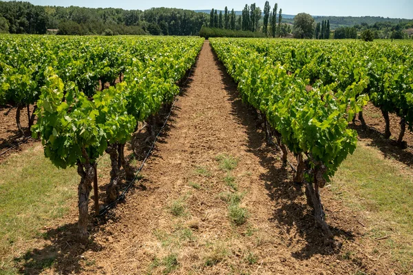 Rows Green Grapevines Growing Pebbles Vineyards Lacoste Bonnieux Villages Luberon — Stock Photo, Image