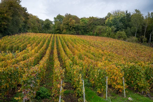 Vista Autunnale Vigneti Champagne Colorati Dopo Raccolto Nel Villaggio Hautvillers — Foto Stock