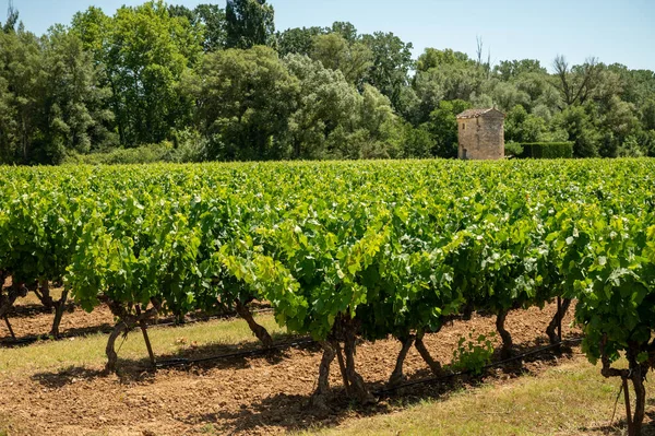 Rows Green Grapevines Growing Pebbles Vineyards Lacoste Bonnieux Villages Luberon — Stock Photo, Image