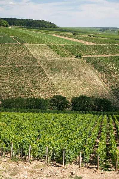 Aerial View Green Chablis Grand Cru Appellation Vineyards Grapes Growing — 图库照片