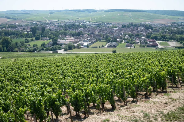 Panoramoc View Green Chablis Grand Cru Appellation Vineyards Grapes Growing — Stockfoto