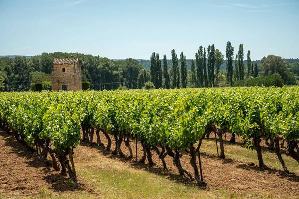 Rows Green Grapevines Growing Pebbles Vineyards Lacoste Bonnieux Villages Luberon — Foto de Stock