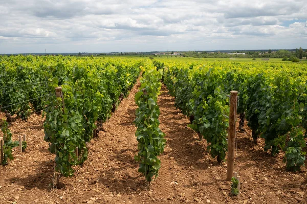 Green Vineyards Growing Grape Plants Production High Quality Famous French — Fotografia de Stock