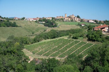 Olgunlaşmamış yeşil Gamay Noir üzümü, yakın plan, Beaujolais şarabı yakınlarındaki tepe üzüm bağlarında yetişiyor Val dOingt köyü, Beaujolais Şarap Yolu 'na açılan kapı ve Fransa' nın Pierres Dores Tepesi 'nin tepe manzaraları.